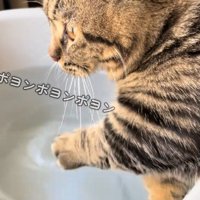 猫の短い手