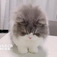 ケーキの容器を凝視する猫