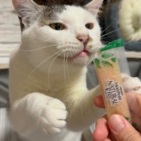 おやつを食べようとする猫