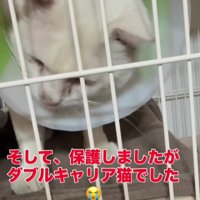 ケージの中の猫