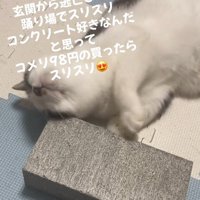 喜ぶ猫