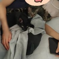 女性と子猫