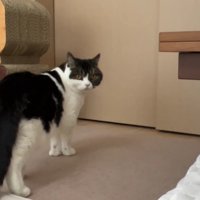 少し離れたところでこちらを見る猫