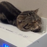 空気清浄機に入っている猫