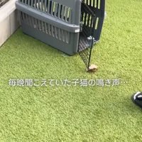 扉が開いている猫用キャリー