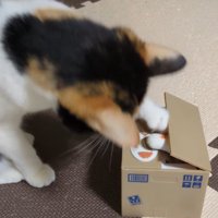 ダンボール型の貯金箱が空いた瞬間に前足を中に入れる猫