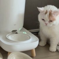 困って考える猫