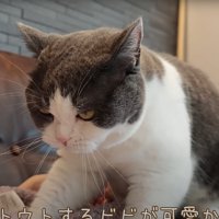 飼い主さんを見る猫