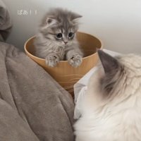 植木鉢から顔をだして驚かせようとする子猫と猫