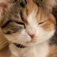 鼻を寄せる猫