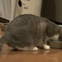 食べる姿(横から)