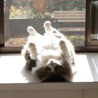 両腕両足を真上に伸ばしてへそ天して固まっている猫