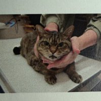 怒る猫