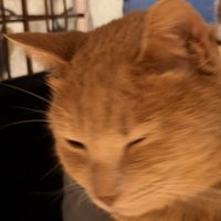 迷惑そうな表情をする茶トラ