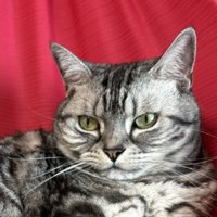 気だるげな表情を浮かべる猫