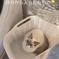 かごに入る猫