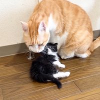 茶トラ白猫の近くで横になる子猫