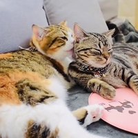 後輩猫をグルーミングするスコティッシュフォールド