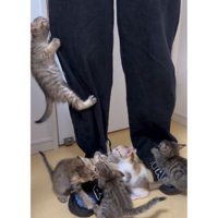 人の脚と子猫たち
