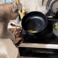 ニンニクを見つめる猫