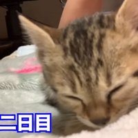 保護2日目のタロちゃん