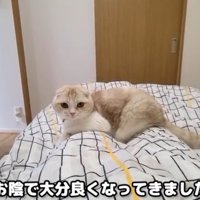 ベッドに寝ている飼い主とそばにいる猫