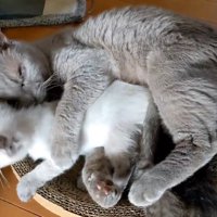 子猫を抱きしめる成猫