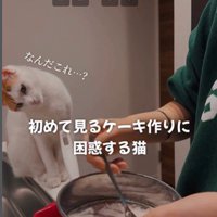 ケーキ作りを座って見ている猫