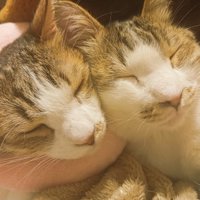 お互いにもたれかかって眠る2頭の成猫