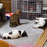 ストーブの前にいる猫たち