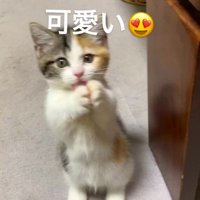 後ろ足で立ち上がって両方の前足をくっつける子猫