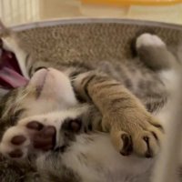 あくびをする子猫