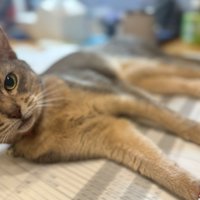 書類の上に寝る猫