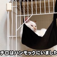 テロップ「チロはハンモックに～」