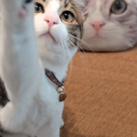 カメラに前足を伸ばす猫
