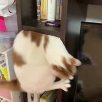 棚に入っている猫