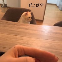 横を向く猫
