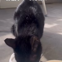 ごはんを食べる猫