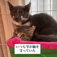 2匹の子猫