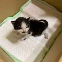 黒白模様の子猫