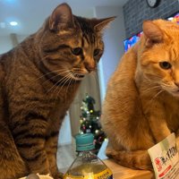 キッチンの段差に座るキジトラ猫と茶トラ猫