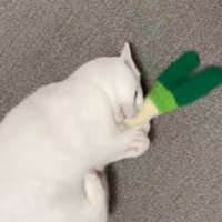 おもちゃをけりけりする白猫（足に勢いをつけているところ）