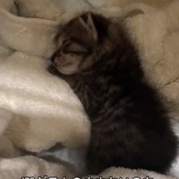 寝ている子猫