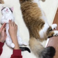 前足をセット中