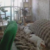 寝ている2匹の猫