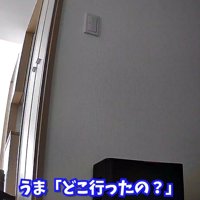 どこ行ったの？