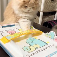 エアホッケーのパックを触る猫