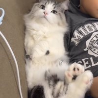 ソファに座るお兄ちゃんにくっつくマンチカン