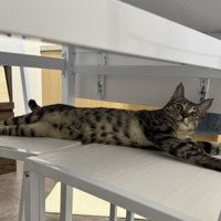 手足をめいっぱい伸ばして横になる猫