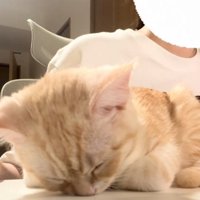 鼻を下にして寝る猫